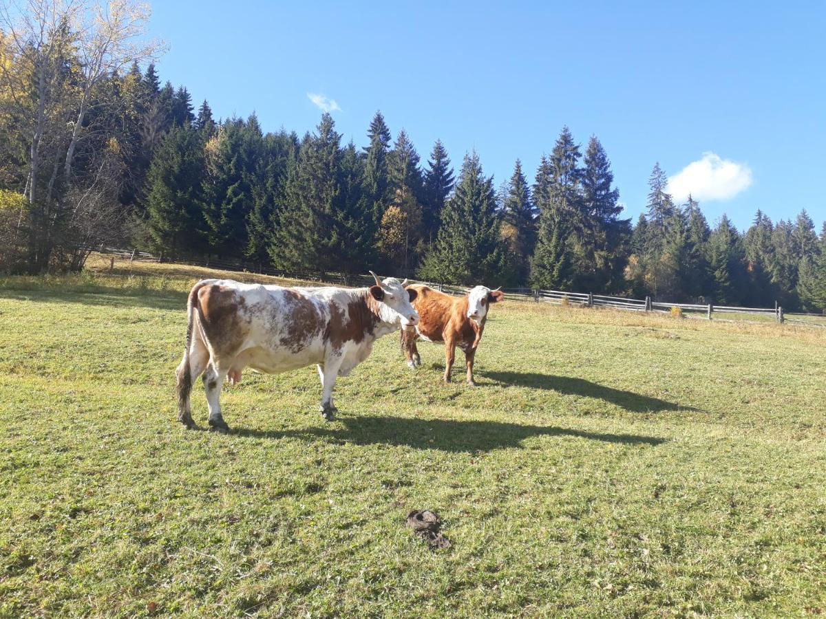 Pensiunea Casa Fierarul din Bucovina Vatra Moldoviţei Exterior foto